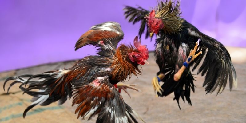 f8 f8bet nổ hũ tiếng anh là gì