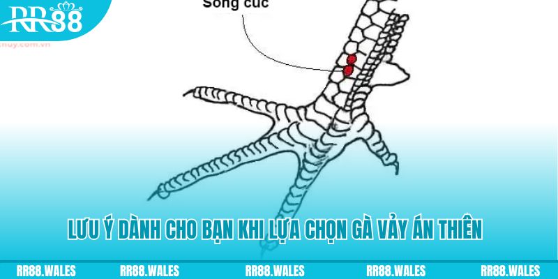 f8 f8bet how to play roulette at casino