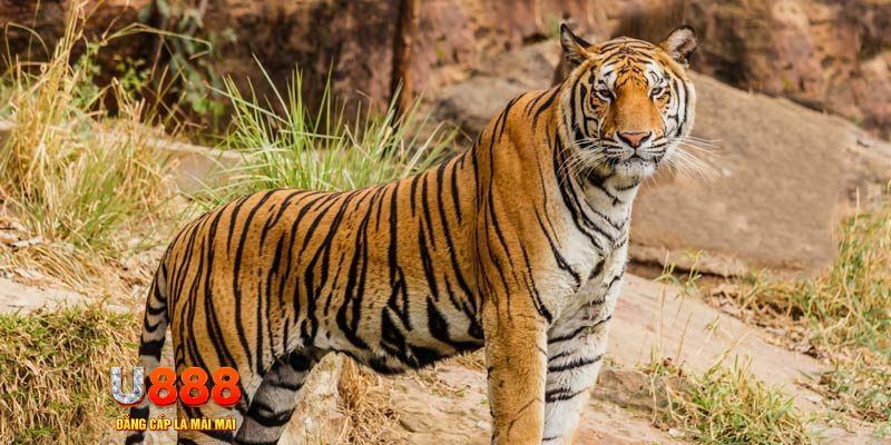 f8 f8bet ban ca vip online