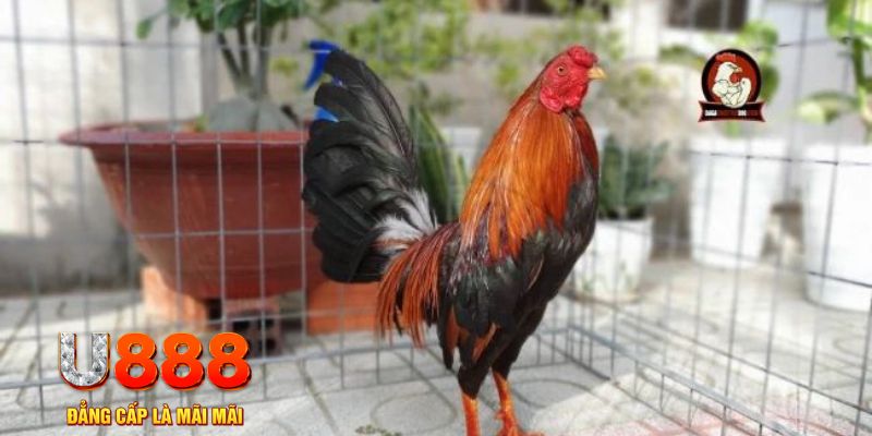 f8 f8bet tải nổ hũ trên máy tính