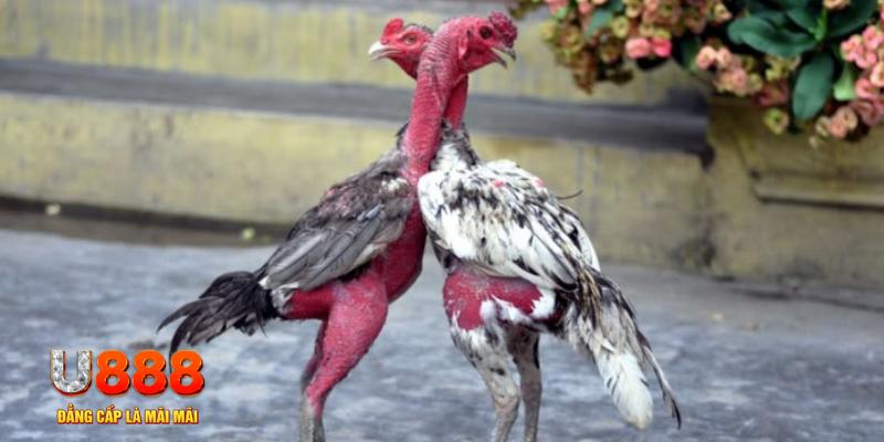 f8 f8bet bàn cầu điểm số tay trước trong baccarat là gì