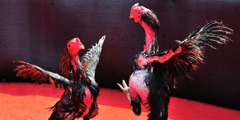 f8 f8bet Spribe Điện Tử